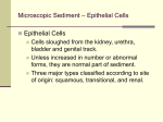 Microscopic Exam