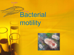 Lab 6 – Bacterial motility