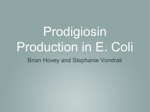 Prodigiosin Production in E. Coli