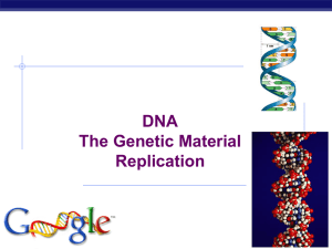 DNA Structure and Replication