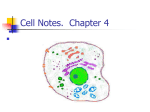 Cell Notes. Chapter 4