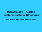 Microbiology – Alcamp Lecture: Bacterial Structures