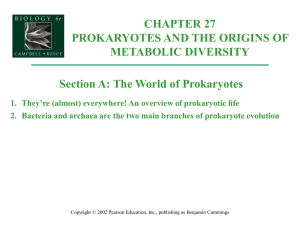 2. Bacteria and archaea are the two main branches of prokaryote