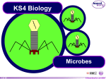 KS4 Microbes