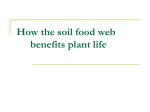 How the soil food web benefits plant life