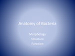 Anatomy of Bacteria