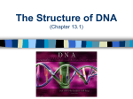 DNA Structure PowerPoint