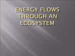 energy flows through an ecosystem