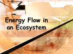 Food Energy through Ecosystems- Reg Bio