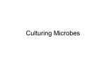 Culturing Microbes - Education Scotland
