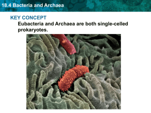18.4 Bacteria and Archaea - School District of La Crosse