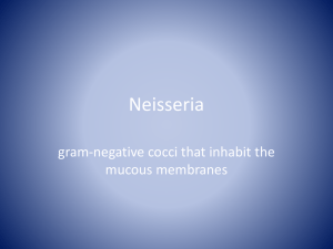 Neisseria