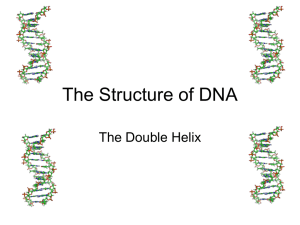 The Structure of DNA