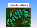 Enterohemorrhagic E. coli