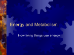 Energy and Metabolismx