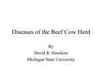 Diseases of the Beef Cow Herd