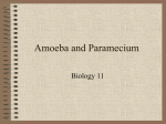 Amoeba and Paramecium