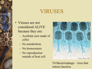 VIRUSES