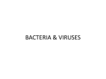 Bacteria & viruses