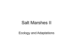 Salt Marshes II