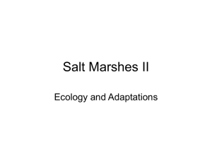 Salt Marshes II