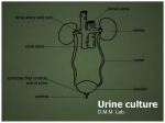 Urine culture