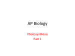 Photosynthesis I