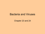 Bacteria and Viruses - BellevilleBiology.com