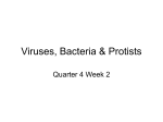 Viruses, Bacteria & Protists