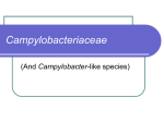 Campylobacter - Cal State LA