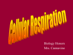Cellular Respiration and ATP