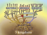5 kingdoms