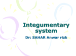 Integumentary system Dr: SAHAR Anwar rizk