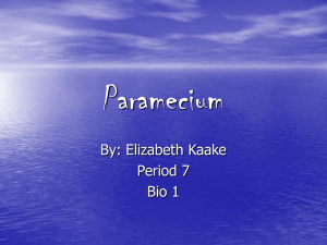 Paramecium - tekkieoldteacher
