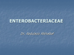 ENTEROBACTERIACEAE