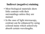 Indirect (negative) staining