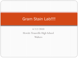 Gram Stain Lab!!!!
