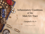 Inflamatory Conditions of the Male GU Tract Campbell`s Ch. 9