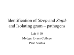 Identification of Strep and Staph and Isolating gram