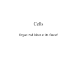 Cells: Chapter 2