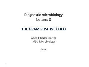 the gram positive cocci