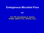 Endogenous Microbial Flora