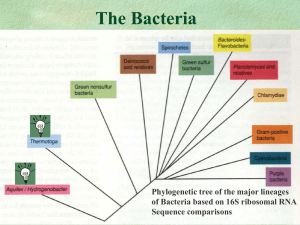 Purple Bacteria