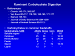 2010 Ruminant Carbohydrate Digestion
