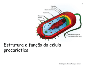 Cell Wall