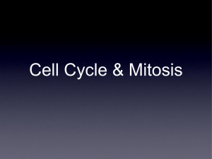 Cell Cycle & Mitosis