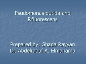 Psudomonas putida and fluorecences Prepared by: Ghada Rayyan D