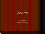 Bacteria - Mrs. Brenner`s Biology