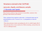 Structures external to the Cell Wall: