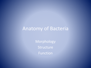 Anatomy of Bacteria